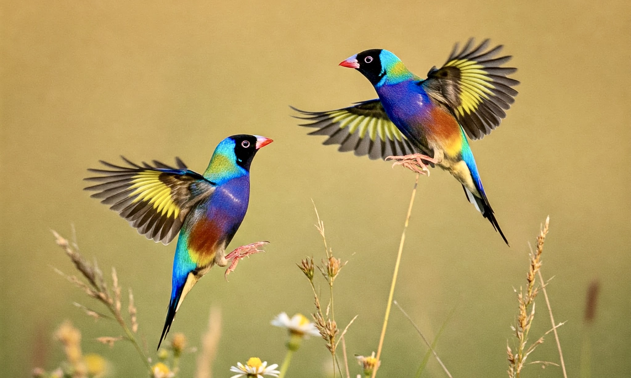 photo of Gouldian Finches Amongst the Grass